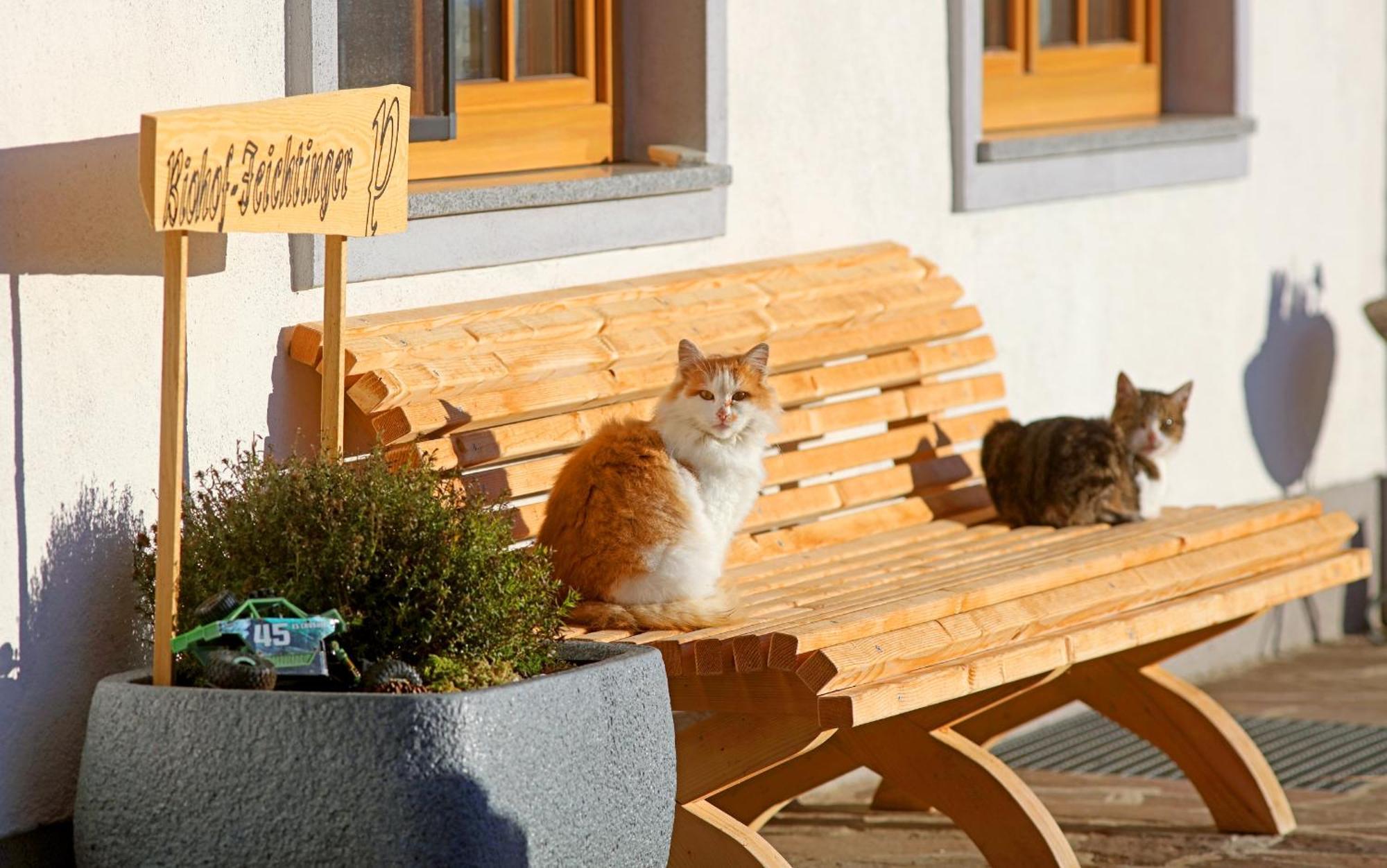 Ferienwohnung Biohof-Feichtinger Zell am Moos Exterior foto